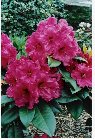 (R. TRUDE WEBSTER X R. LYDIA)